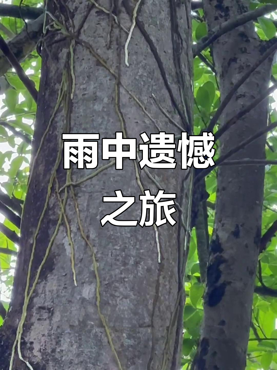 原计划探秘剑根薯,却遇暴雨,下次再约!