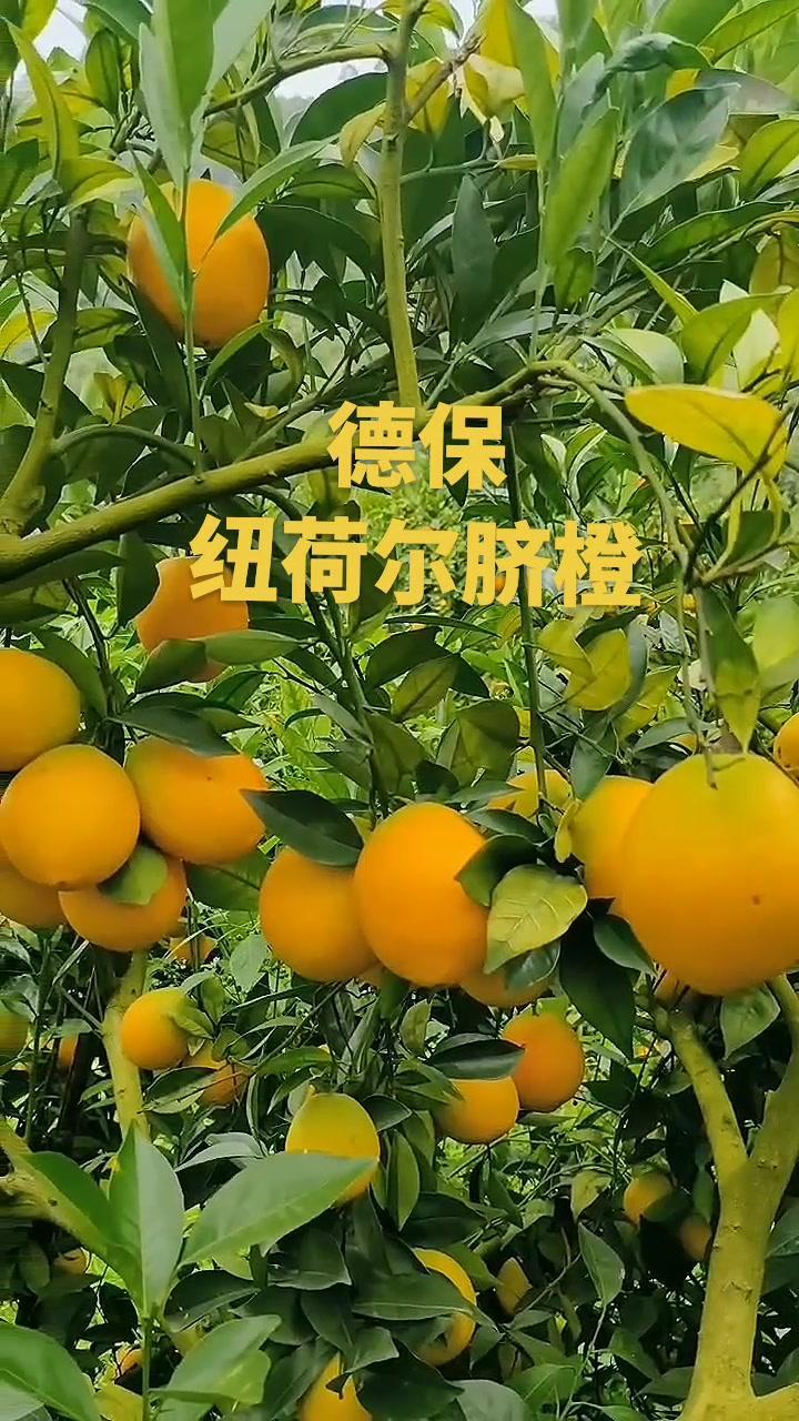 听说给你买橙子吃的人一定很爱你,因为橙子有这么一个广告语@ 新鲜应季水果 丰收的季节硕果累