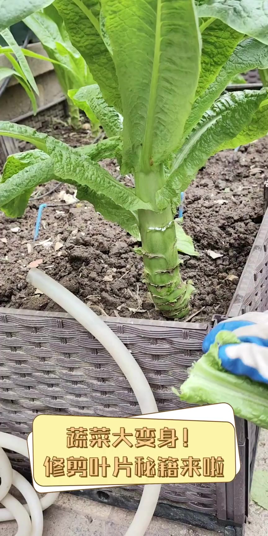 蔬菜大变身!修剪叶片秘籍来啦