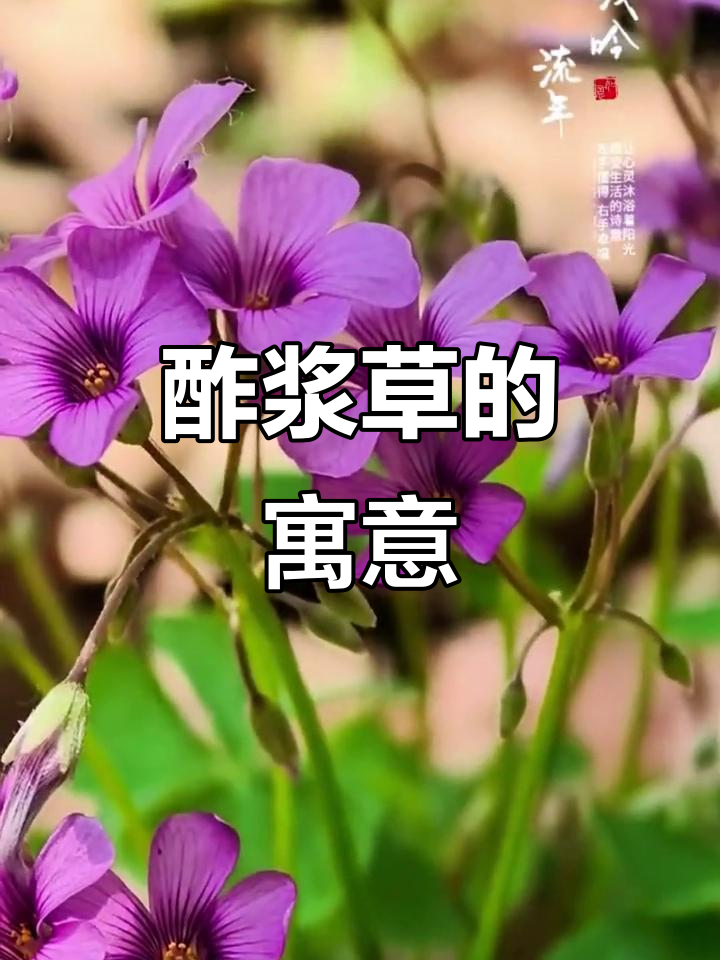 酢浆草象征幸运与坚韧,黄色花朵如璀璨的心