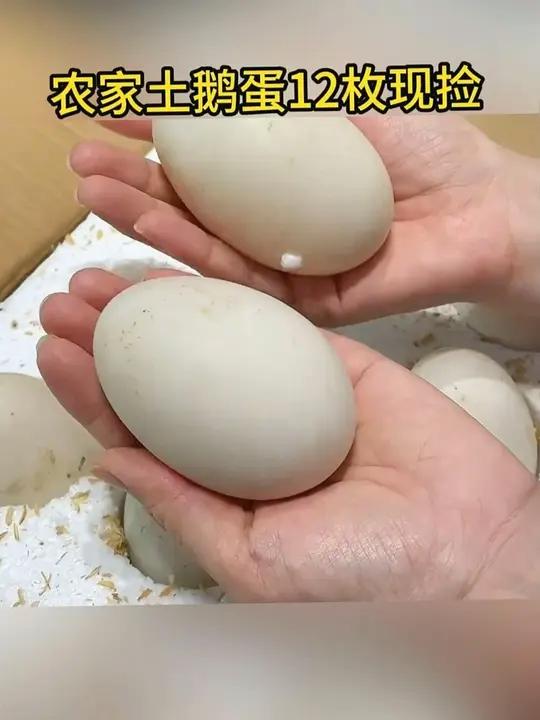 农村散养大鹅蛋,营养丰富