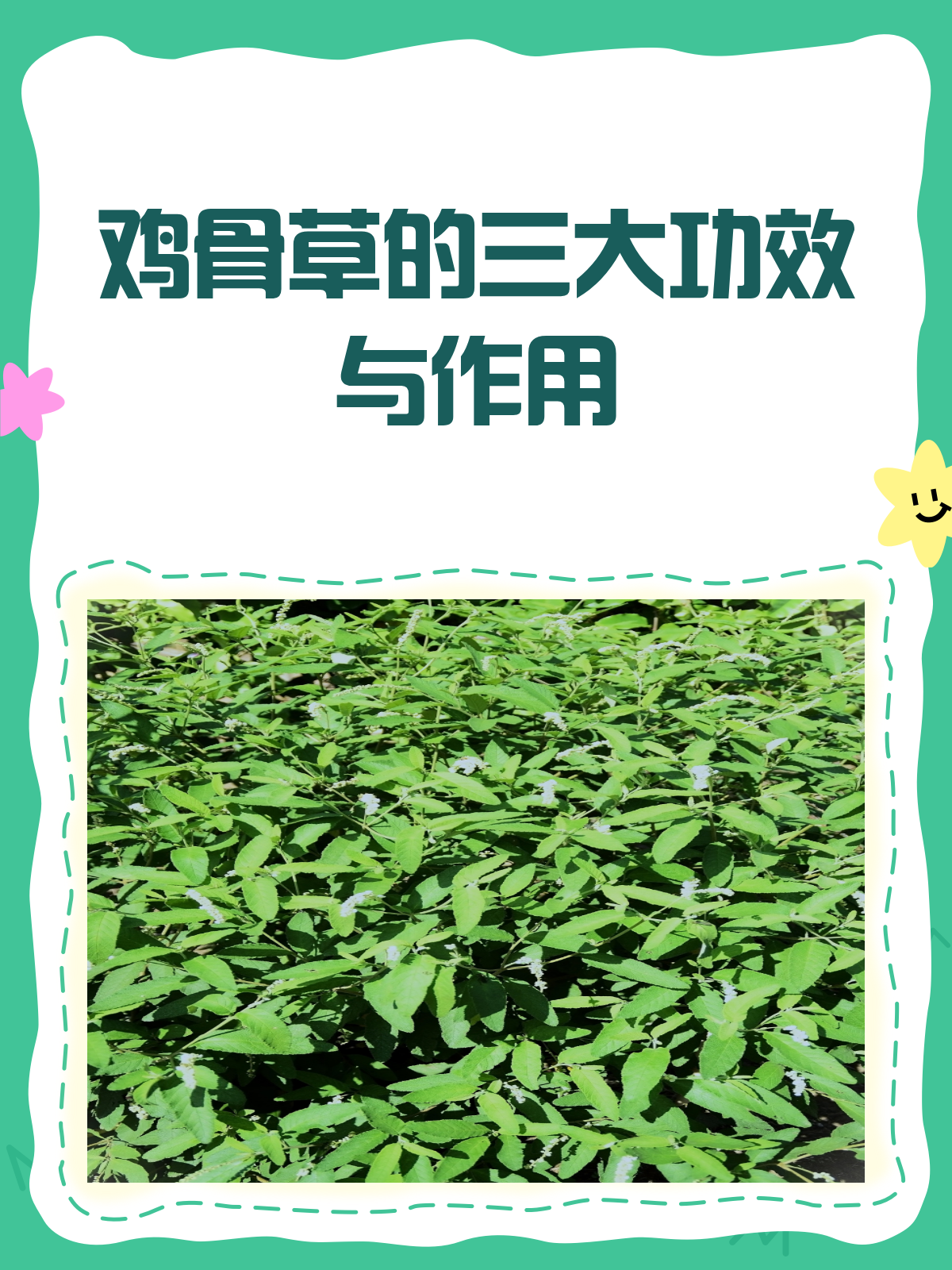 鸡骨草，你知道它有哪些神奇功效吗？
