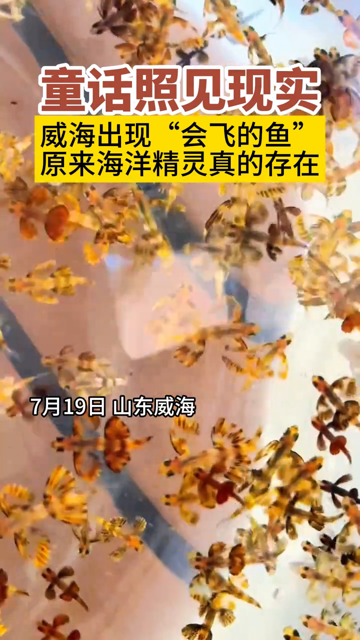 威海海域惊现“会飞的鱼”!网友直呼太神奇