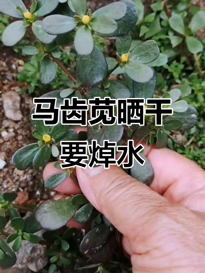 马齿苋晒干前需焯水,口感更佳
