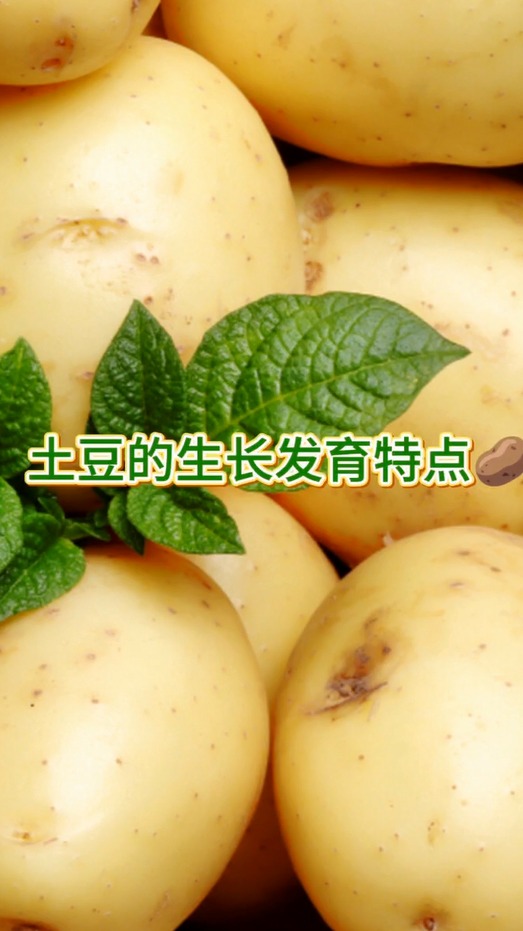 土豆的生长发育过程