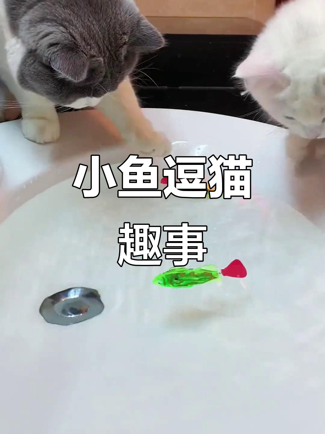 逗猫小鱼视频,猫咪看得入迷