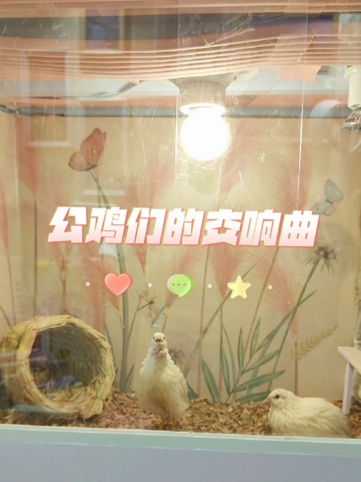 来听听小公鸡们的叫声吧