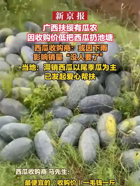 广西扶绥有瓜农因收购价低把西瓜扔池塘 西瓜收购商:或因下雨影响销量“没人要了” 当地:滞销