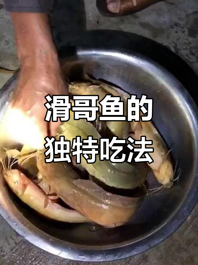 这种鱼客家人叫滑哥,你们怎么吃最美味?分享做法吧!