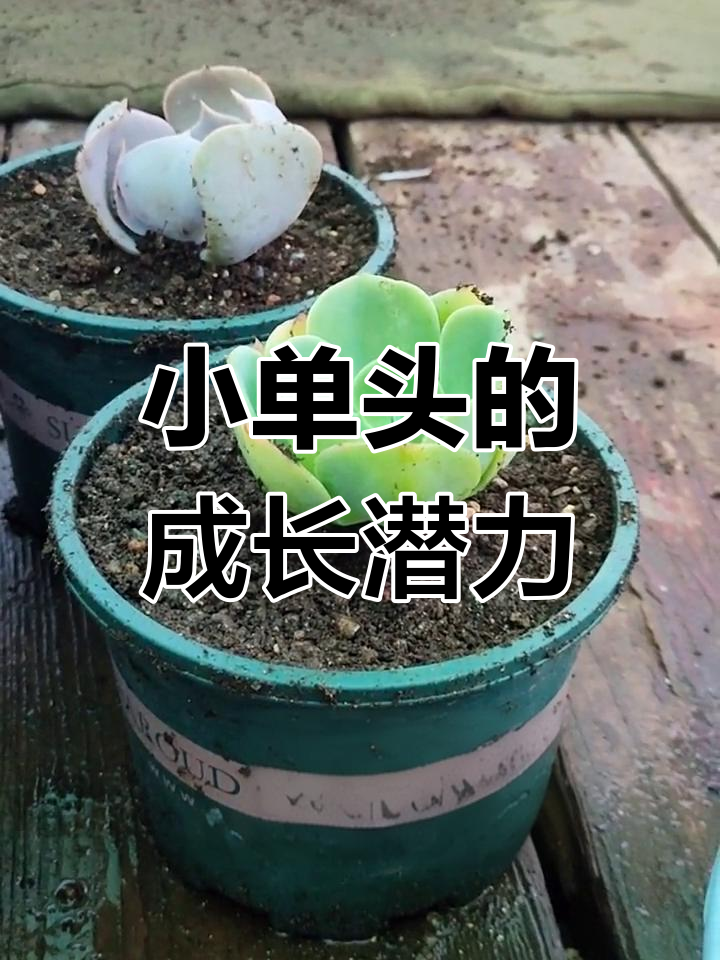柠檬玫瑰多肉:小单头也能长成老桩,值得拥有!