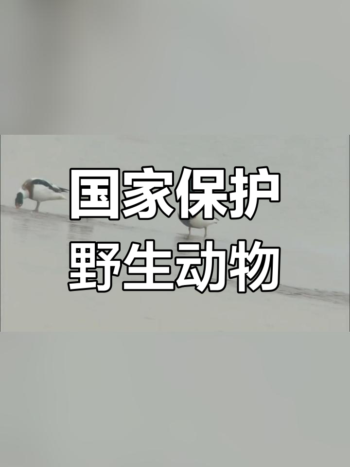 翘鼻麻鸭:受保护的珍稀鸟类