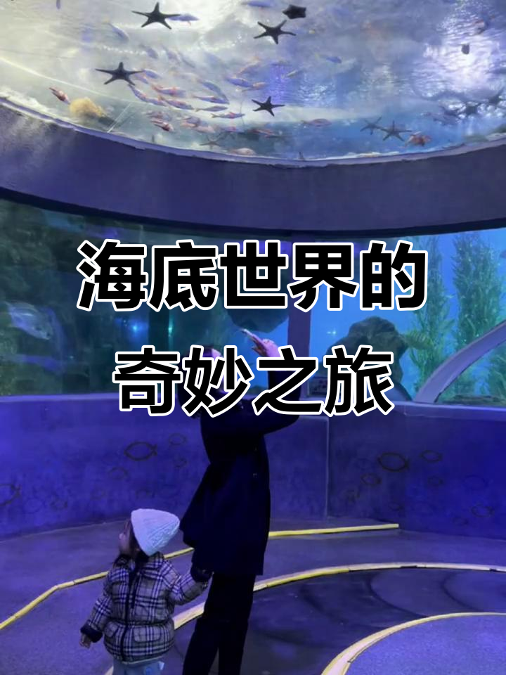 青岛海底世界亲子游，海豹、鲨鱼全体验！