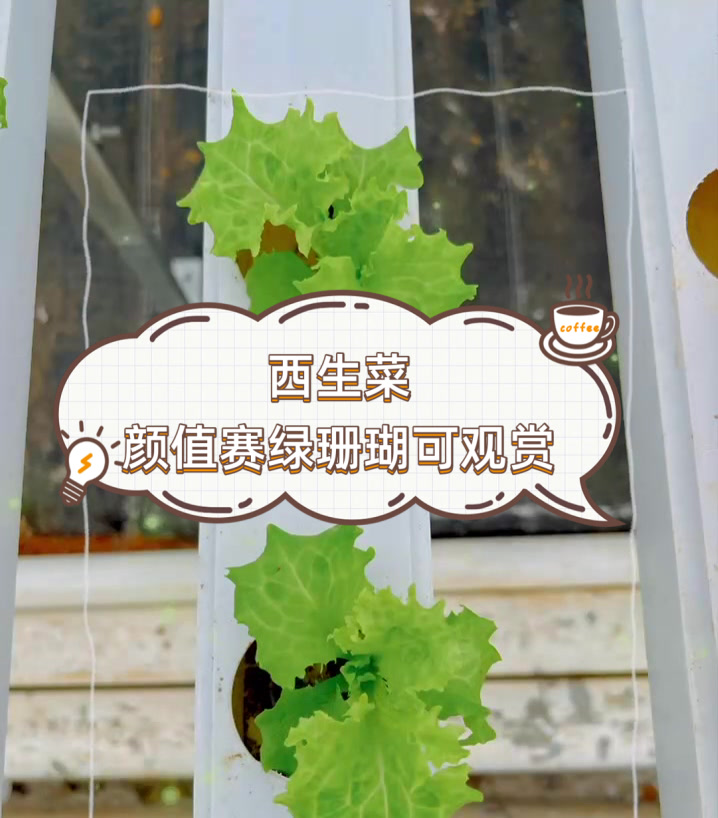 西生菜，颜值赛绿珊瑚可观赏