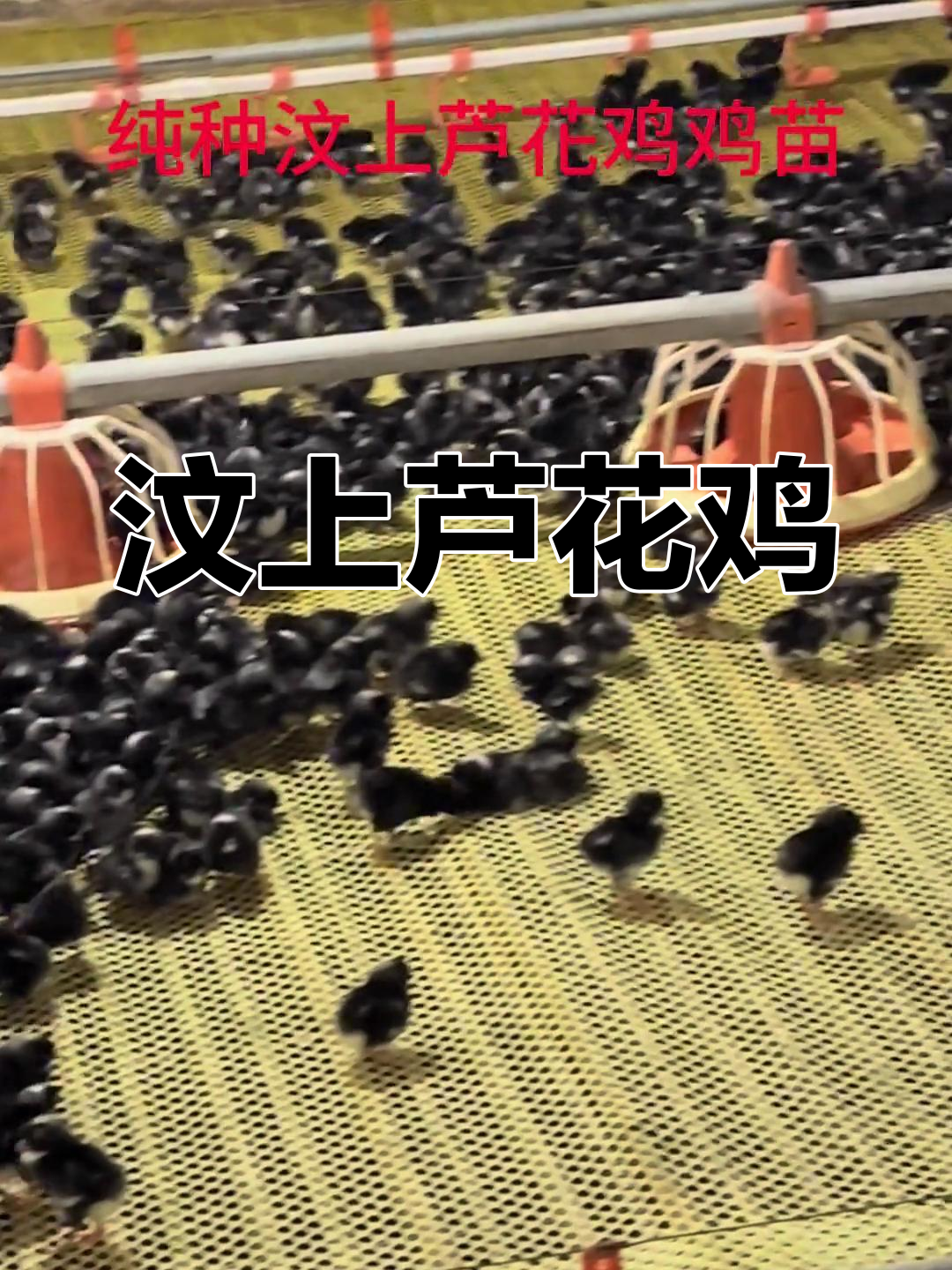 汶上芦花鸡:绿色生态养殖,健康又美味