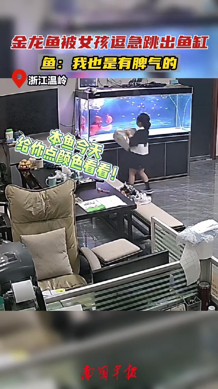 金龙鱼被女孩逗急跳出鱼缸,鱼:我也是有脾气的!监控下的一幕