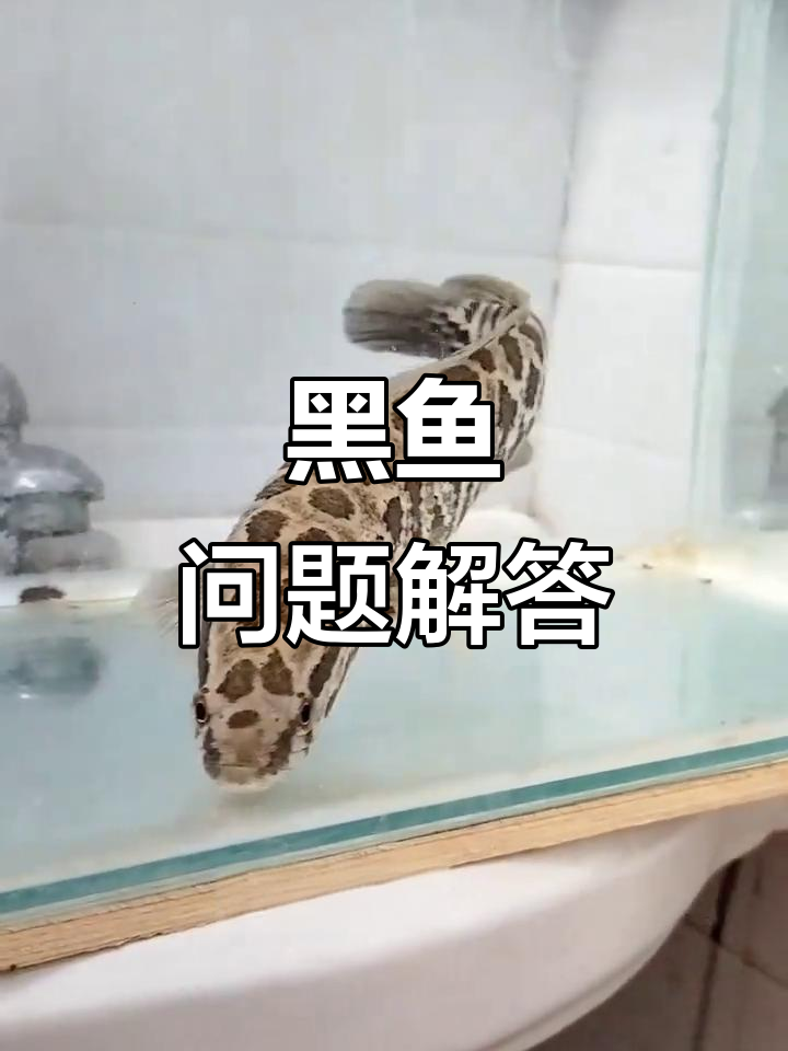 黑鱼烂尾与寄生虫,原因及解决方法全解析!