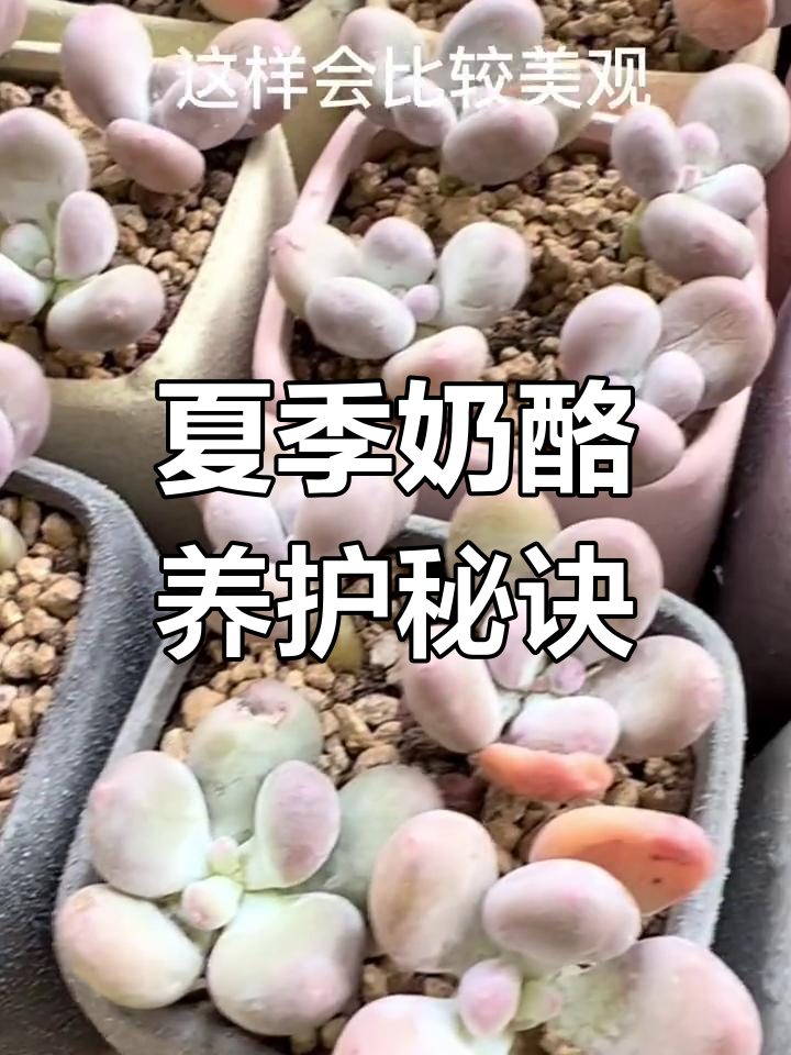 夏季奶酪多肉上盆技巧,轻松度过高温期