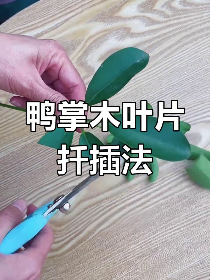 鸭掌木叶片扦插技巧,轻松长根成活