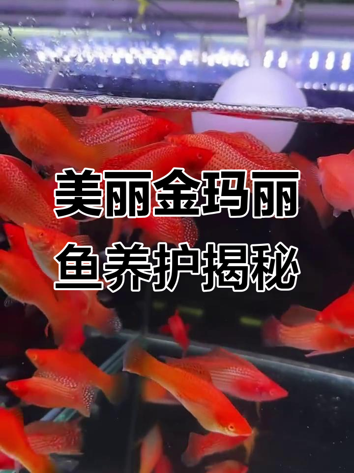 金色麦浪般的观赏鱼,金玛丽鱼的独特魅力与饲养技巧