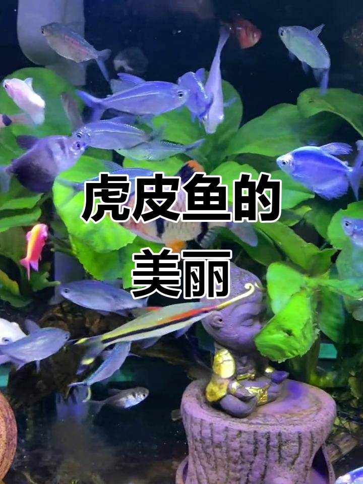 虎皮鱼,色彩斑斓如虎纹,体型小巧却独具魅力