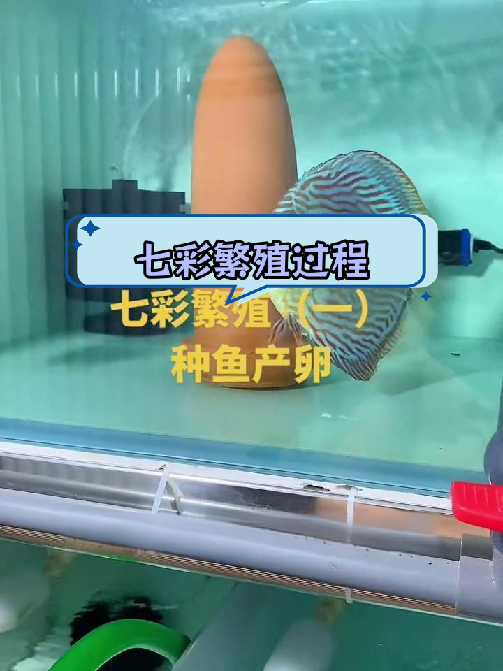七彩神仙鱼产卵全过程揭秘
