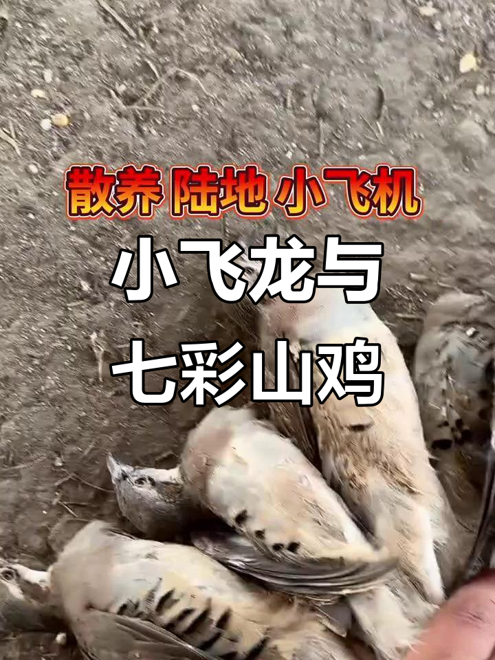 四十天小飞龙与七彩山鸡的成长,火鸡孔雀蓝惊艳登场