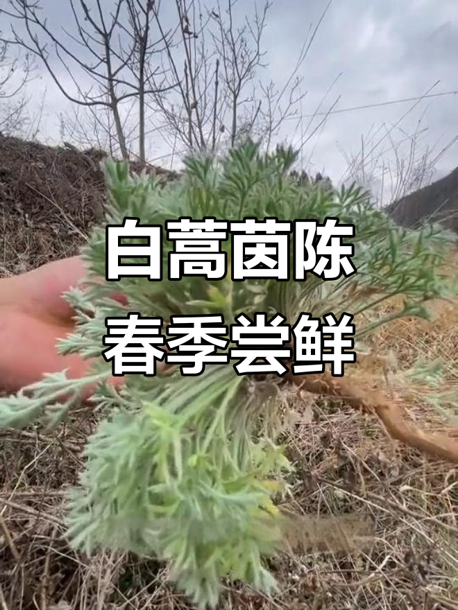 春天的白蒿与茵陈,新鲜野菜泡茶更美味