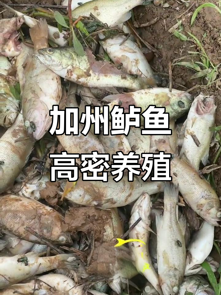 高密度养殖挑战:加州鲈鱼苗的成长与困境