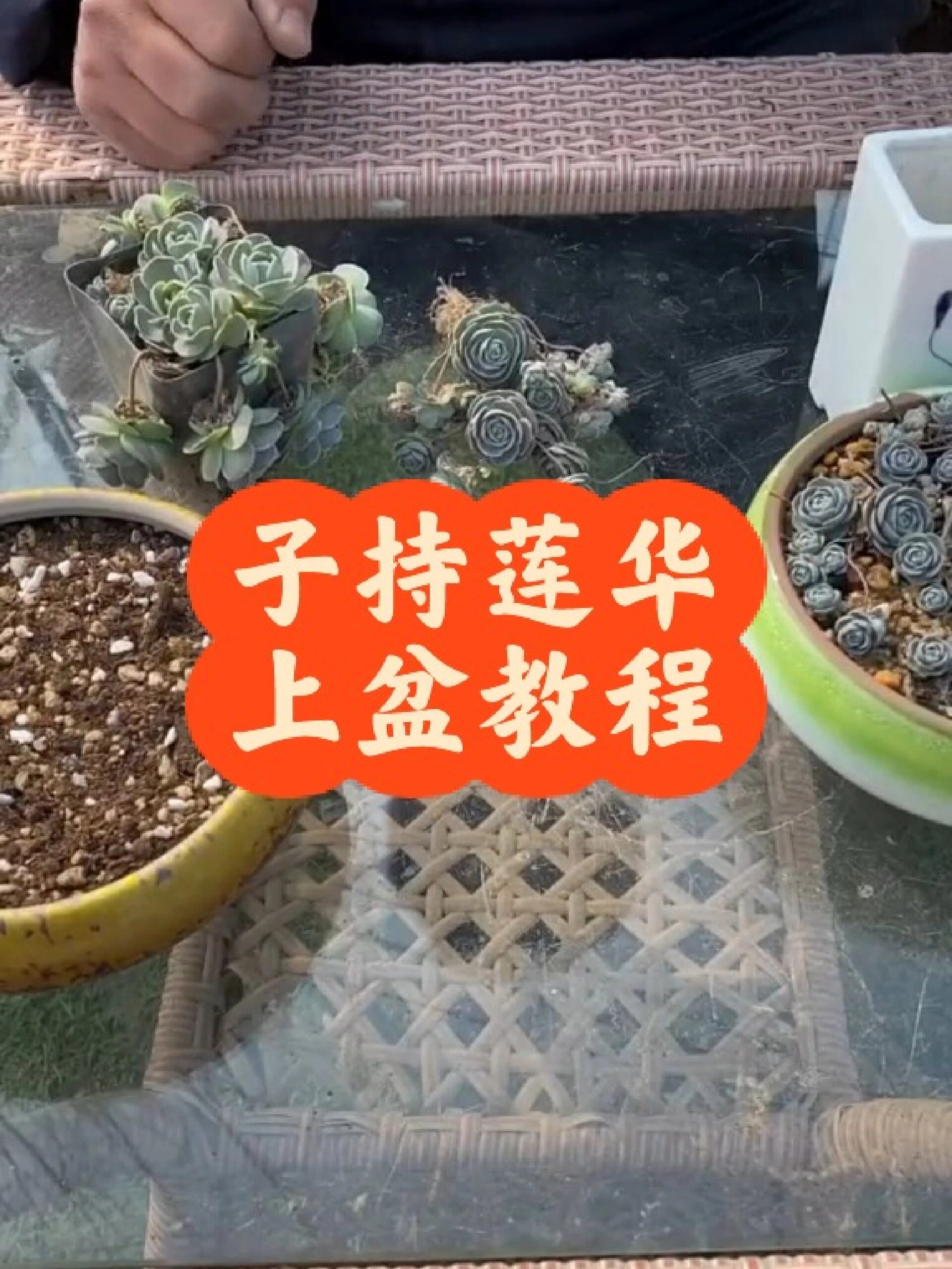 多肉子持莲华怎样上盆