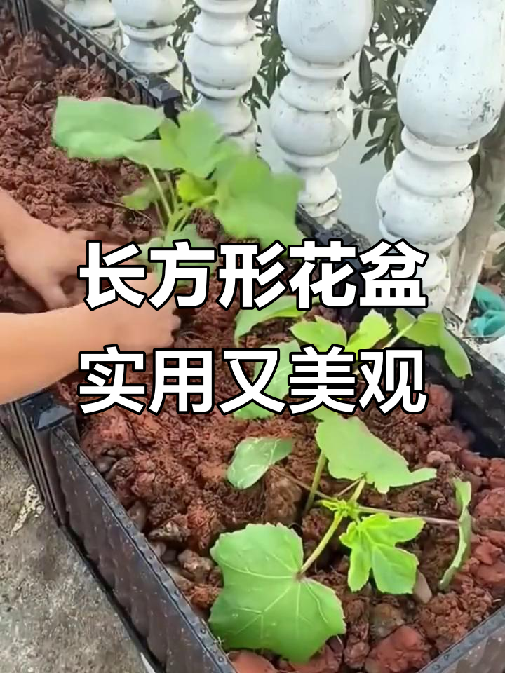 阳台种菜神器,长方形花盆让空间利用最大化