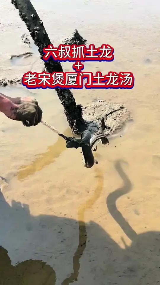 #上热门 刚抓的土龙,老宋亲自下厨,用厦门本地做法煲了一锅汤#赶海#记录真实生活#渔民生活