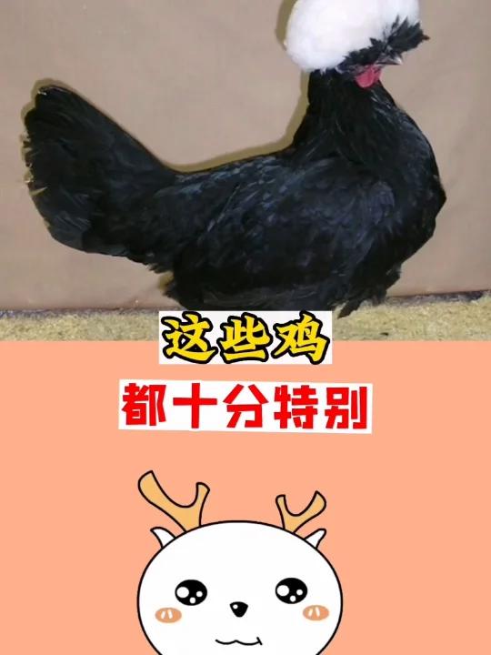 这些鸡,都十分特别