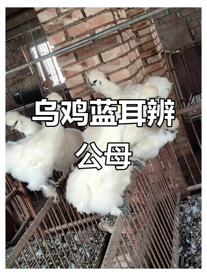 乌鸡蓝色耳朵是公母辨别关键?第一次养有疑惑