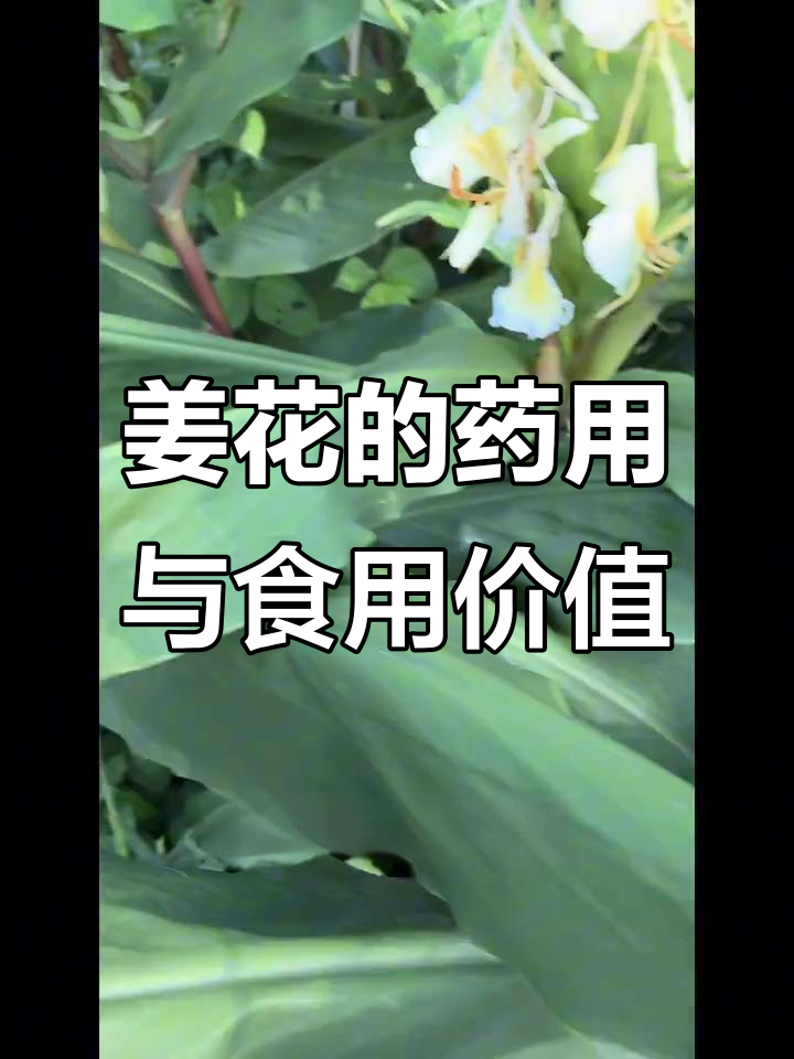 姜花植物:传统药食同源,现代医学的抑菌作用