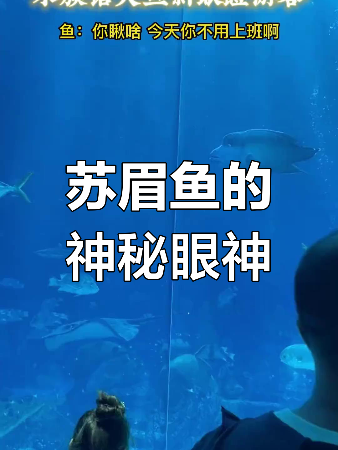 1月28日三亚游客遇苏眉鱼“瞪眼”,珍稀鱼类引关注