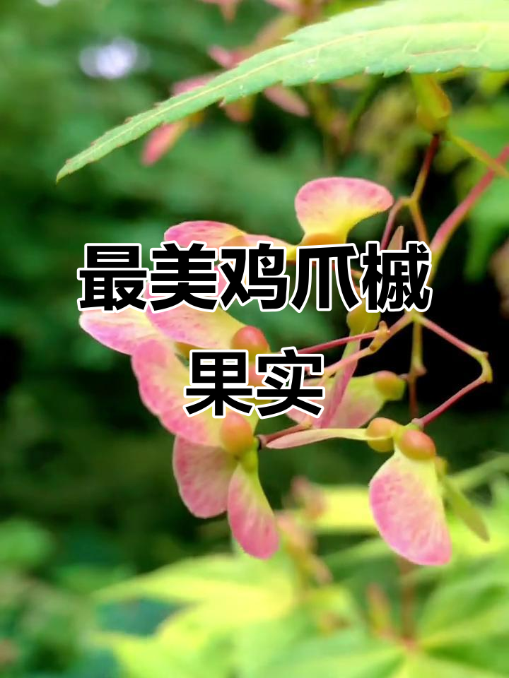 拍到最美鸡爪槭果实,大自然的馈赠让人陶醉