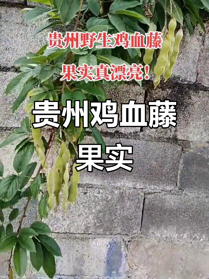 贵州野生鸡血藤果实揭秘,农村生活的美味与科普
