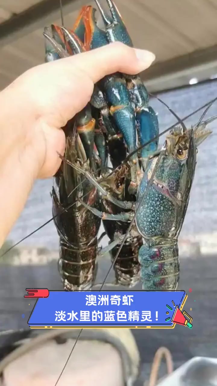 澳洲奇虾,淡水里的蓝色精灵!