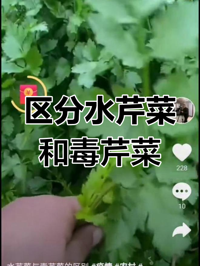 水芹菜与毒芹菜的辨别方法