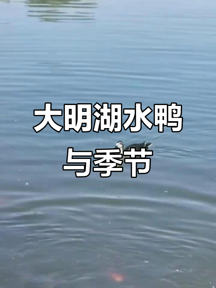济南大明湖野生水鸭四季歌,芦花飞舞映月色