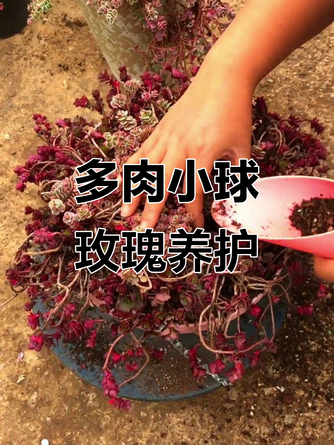 小球玫瑰与玫瑰锦,多肉植物养护全攻略