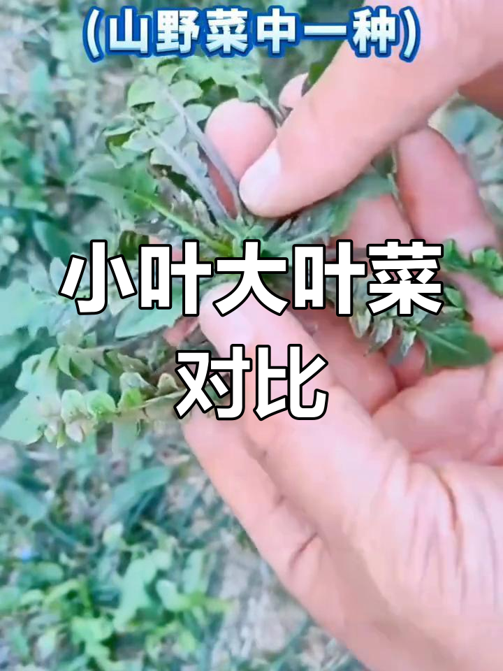 荠菜的两种类型与风味差异