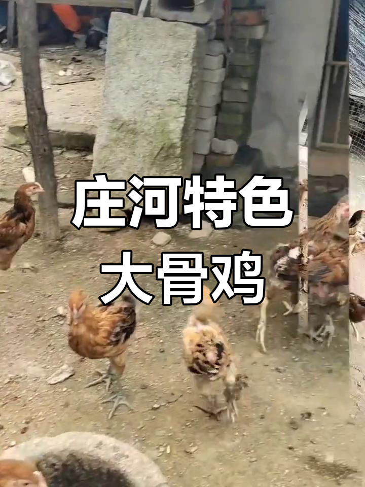 庄河大骨鸡的独特风味