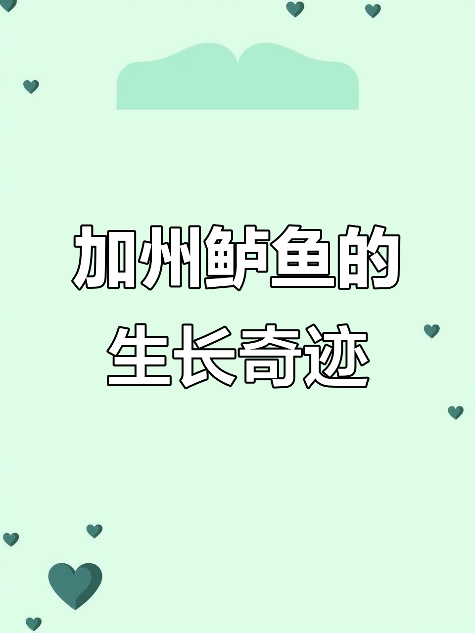 加州鲈鱼,一年长三斤,适合各类池塘养殖