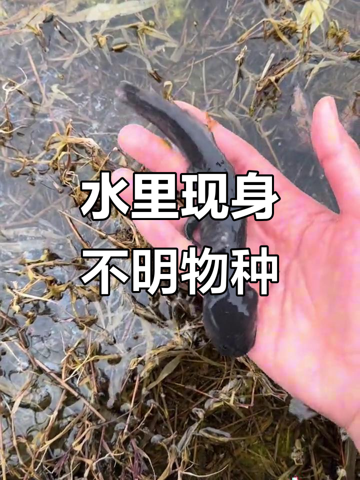 黑色六角恐龙鱼?水里发现神秘生物,金色东西让人惊讶