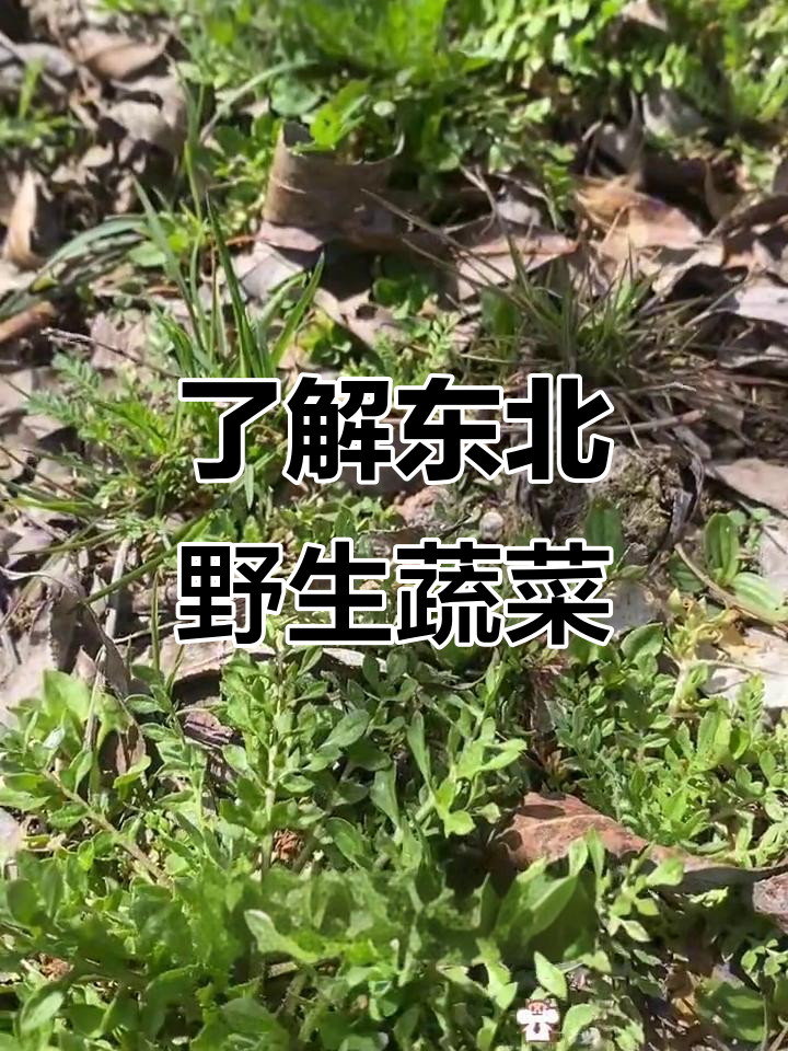 东北常见山野菜大揭秘,这些你认识吗?