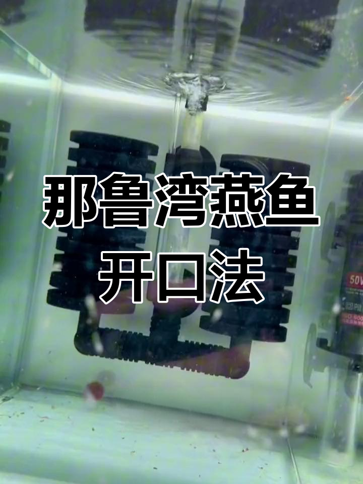 刚起飞那鲁湾燕鱼如何开口?
