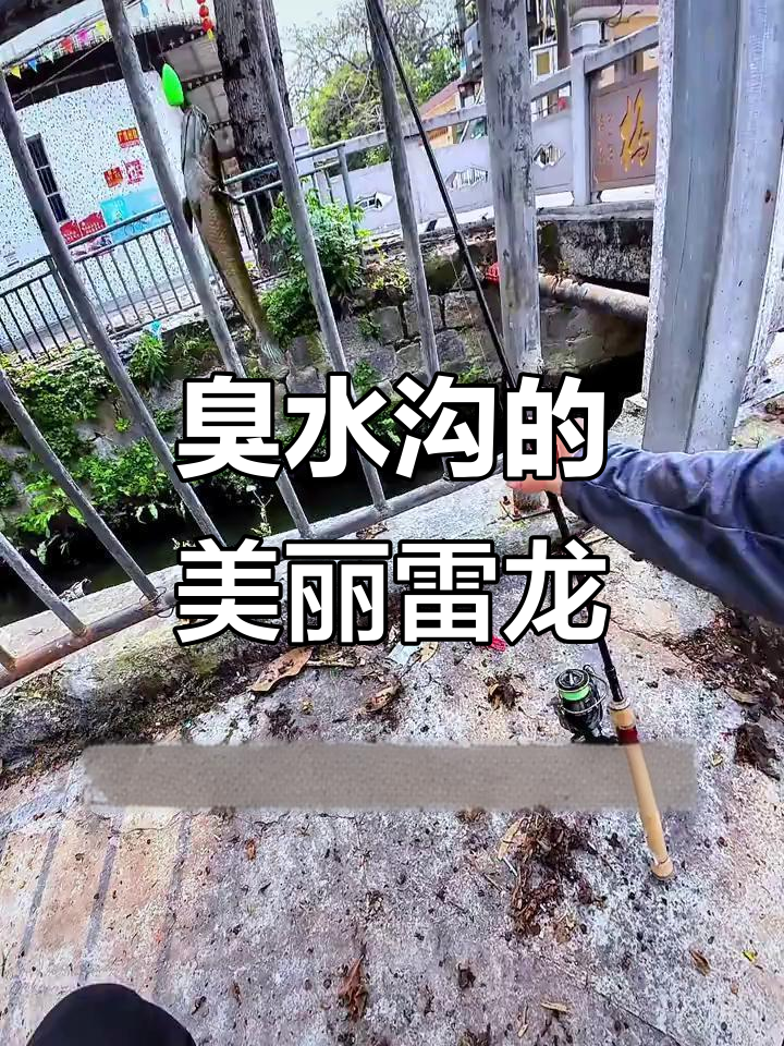 在臭水沟用路亚钓出惊艳雷龙,色彩斑斓令人惊叹!