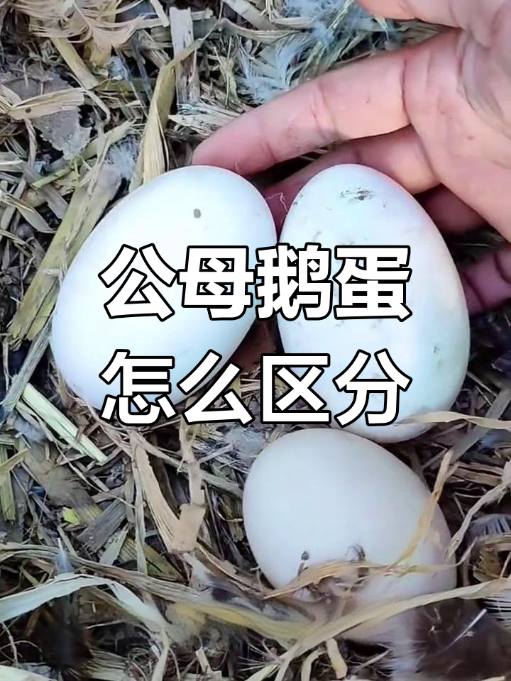 鹅蛋能分辨公母?看形状就懂了