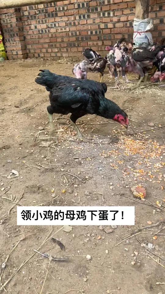 领小鸡的母鸡下蛋了!高质量斗鸡 斗鸡 斗鸡 看哪只更猛烈一些 公鸡中的战斗机